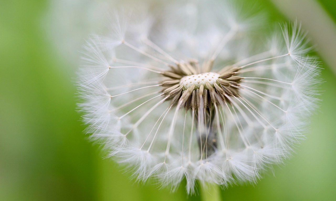 dandelion, flying seeds, seeds, pointed flower, faded, plant, nature, wildflowers, seed umbrella